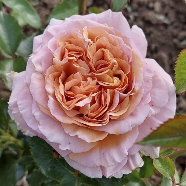 Ш-085 - Роза в саксия 7 л