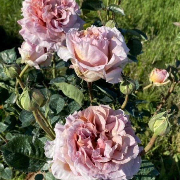 Ш-085 - Роза гол корен