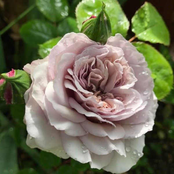 Ш-088 - Роза в саксия 3 л