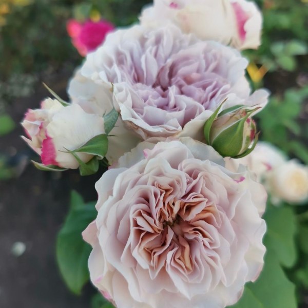 Ш-088 - Роза в саксия 7 л