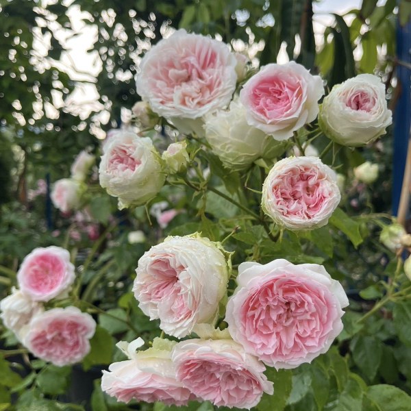 Ш-091 - Роза в саксия 3 л