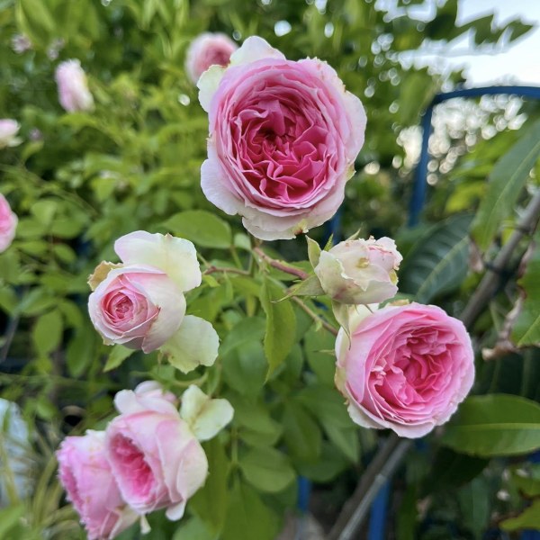 Ш-091 - Роза в саксия 7 л