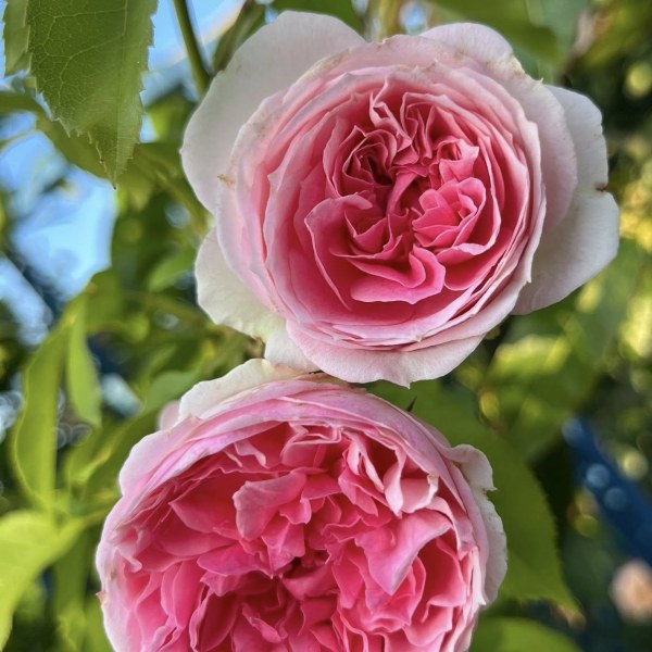 Ш-091 - Роза гол корен