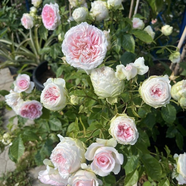 Ш-091 - Щамроза  в саксия 5 л