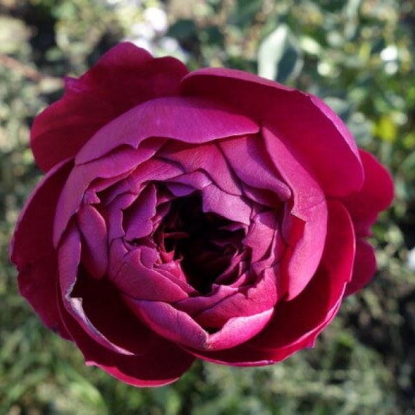 Ш-092 - Роза в саксия 3 л