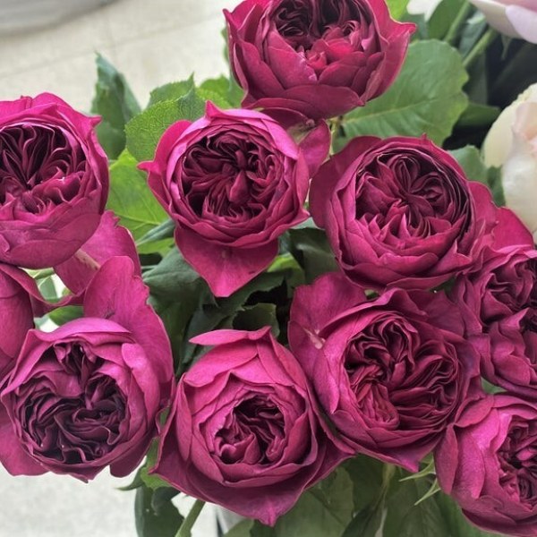 Ш-092 - Роза в саксия 7 л